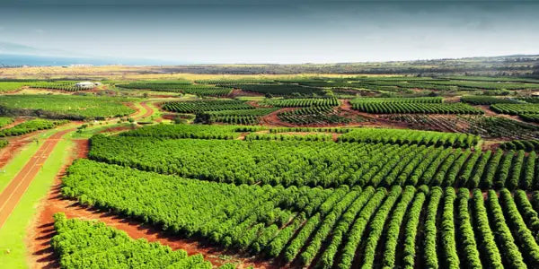 From Bean to Brew: Discover the incredible journey of coffee