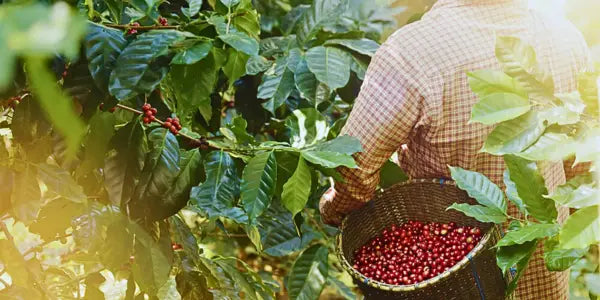 From Bean to Brew: Discover the incredible journey of coffee