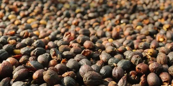 From Bean to Brew: Discover the incredible journey of coffee